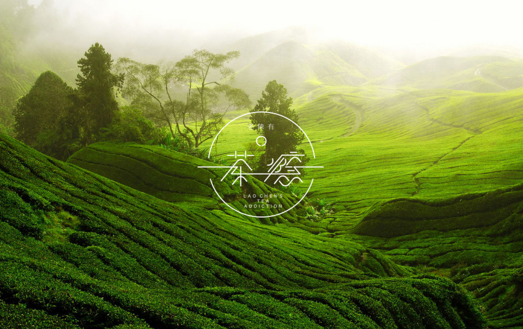 茶瘾